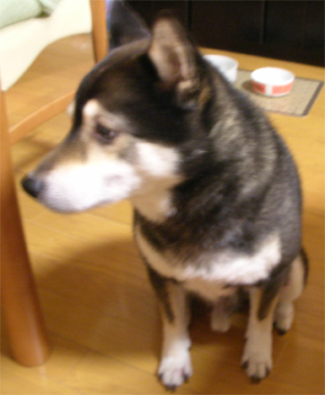 dog.jpg